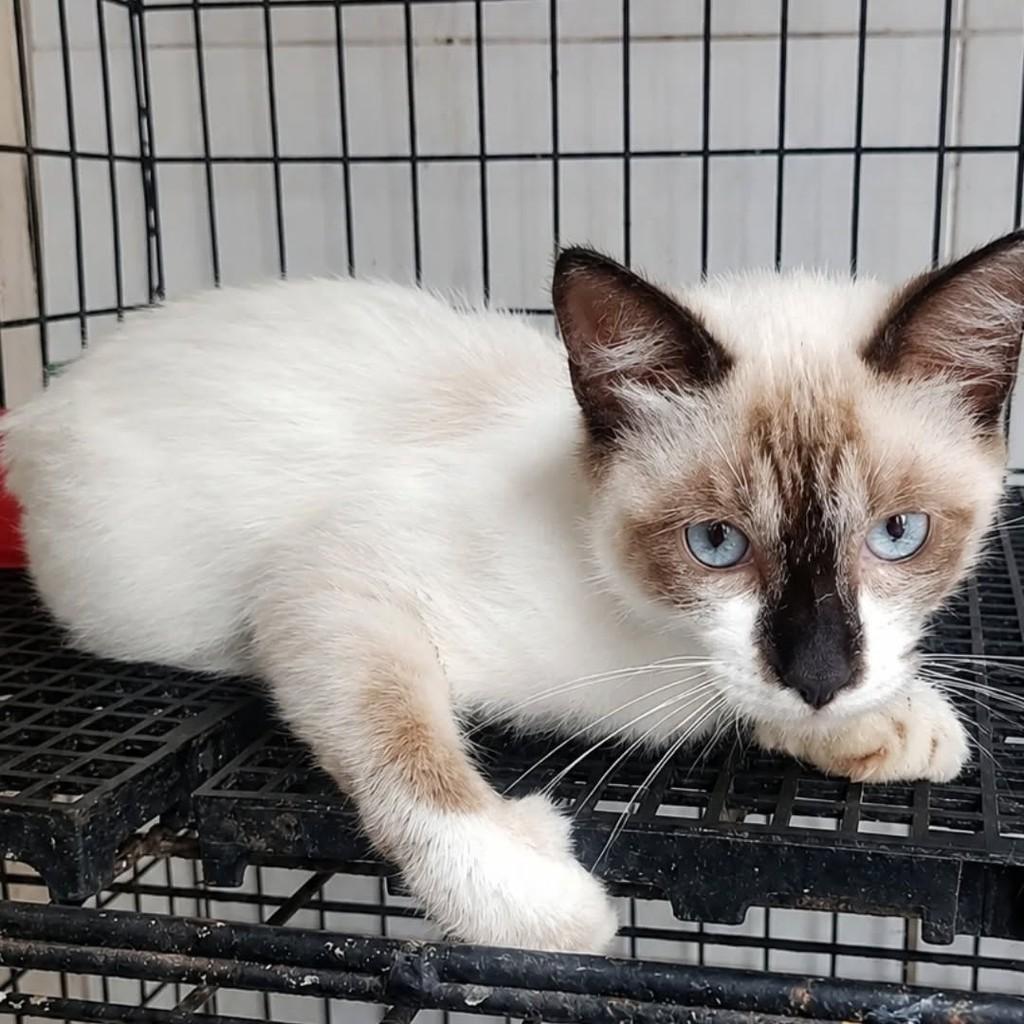 Tônico, gato para adoção em Aracaju - SE