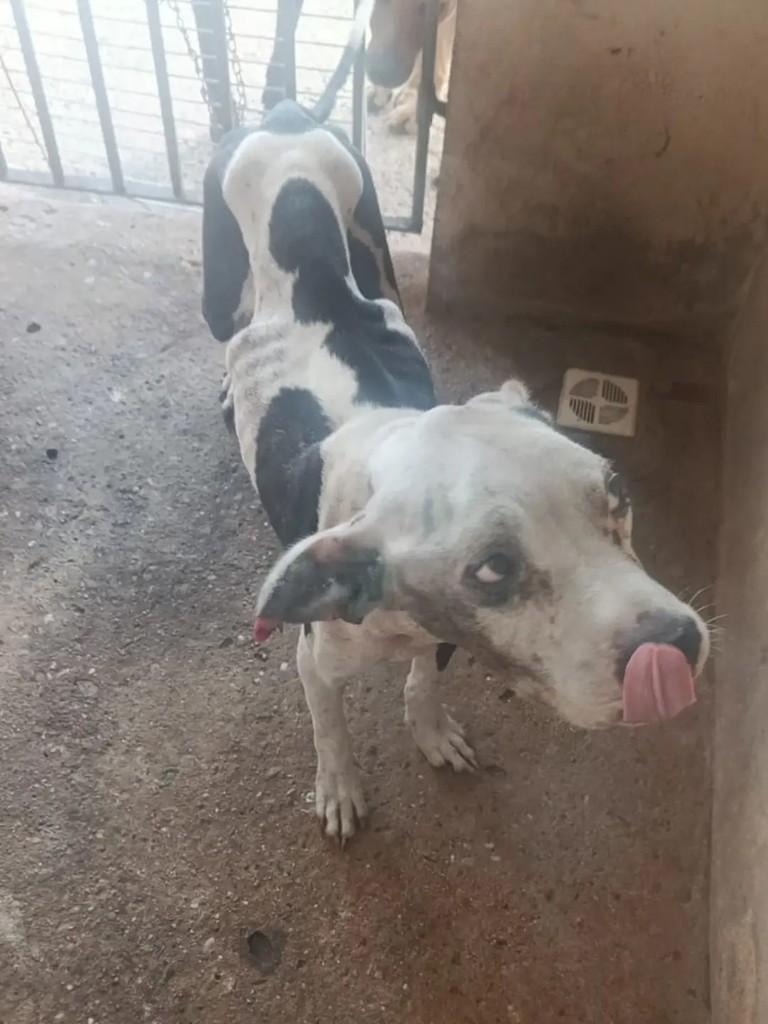 Apolo, cachorro de porte grande para adoção em Aracaju - SE