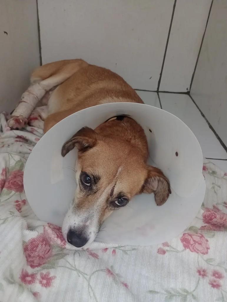 Suzi, cachorro de porte pequeno para adoção em Aracaju - SE