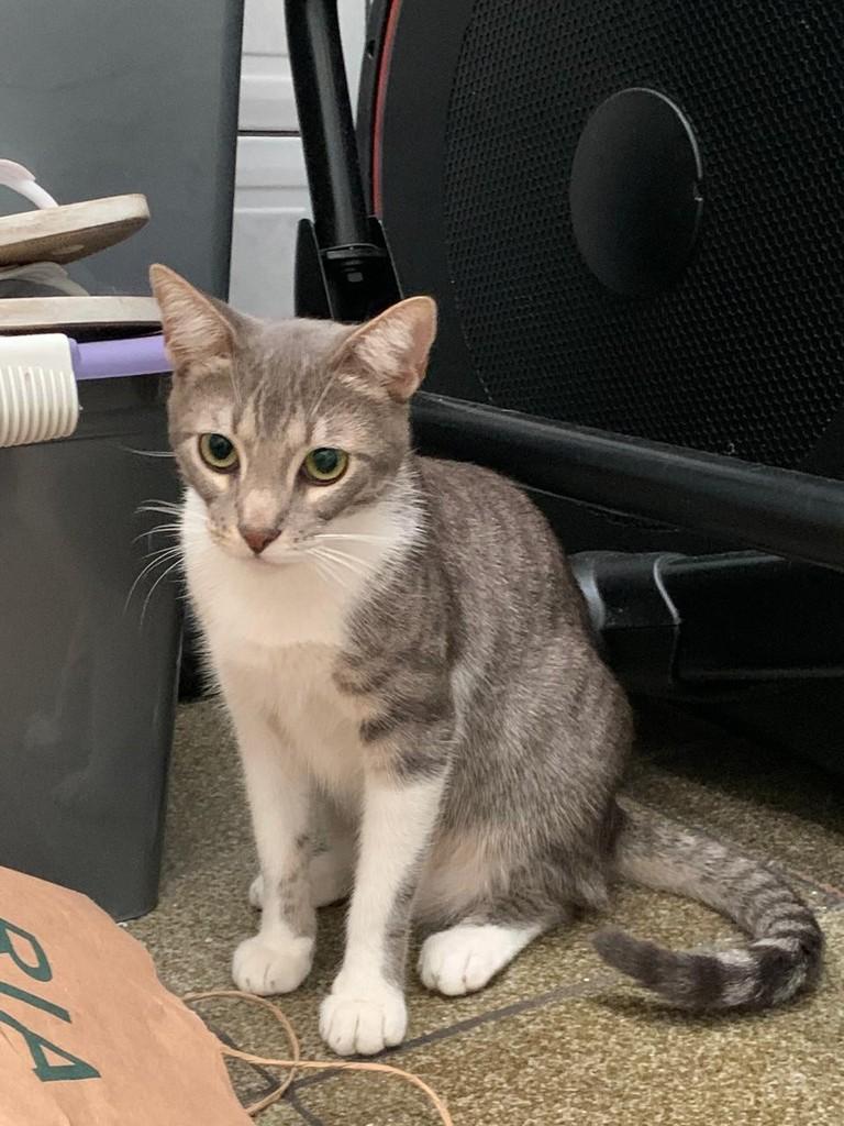 Fiuk, gato de porte pequeno para adoção em Brasília - DF