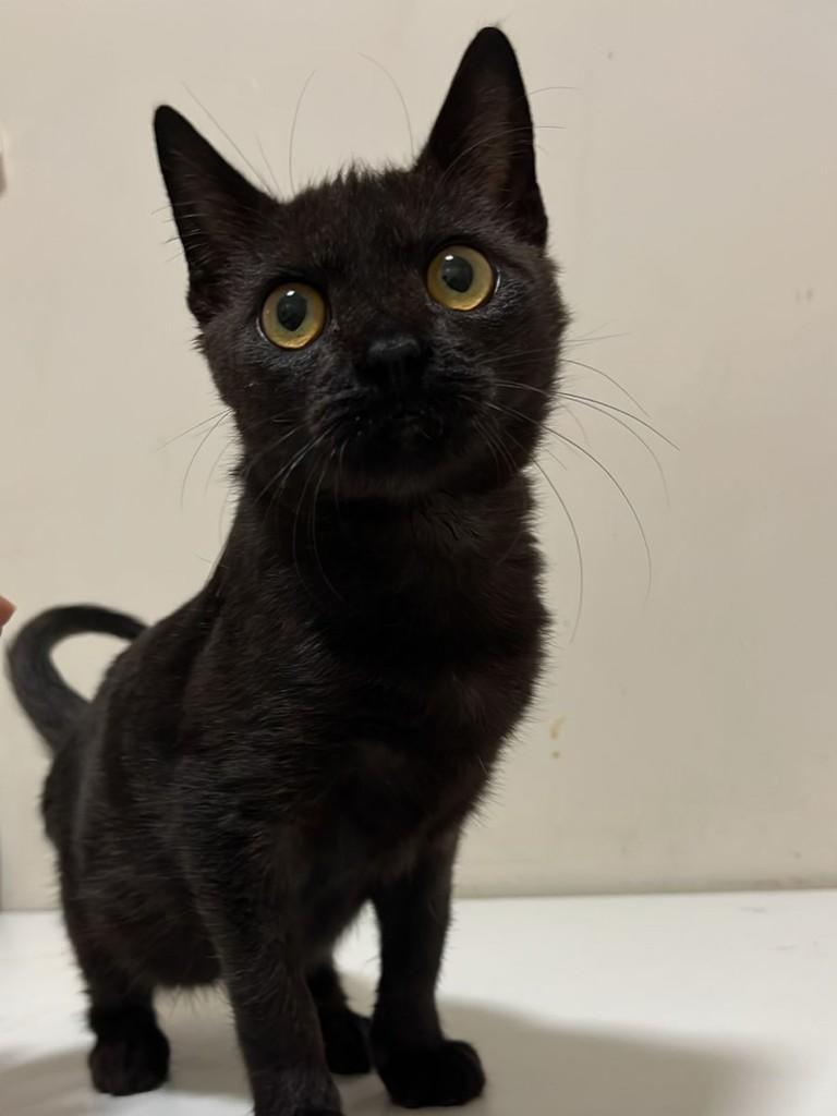 Anastácia, gata de porte pequeno para adoção em Brasília - DF