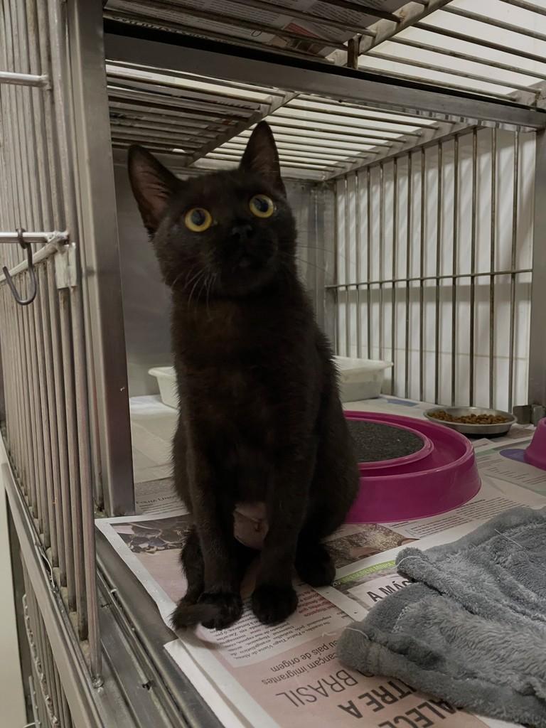 Ana, gata de porte pequeno para adoção em Brasília - DF