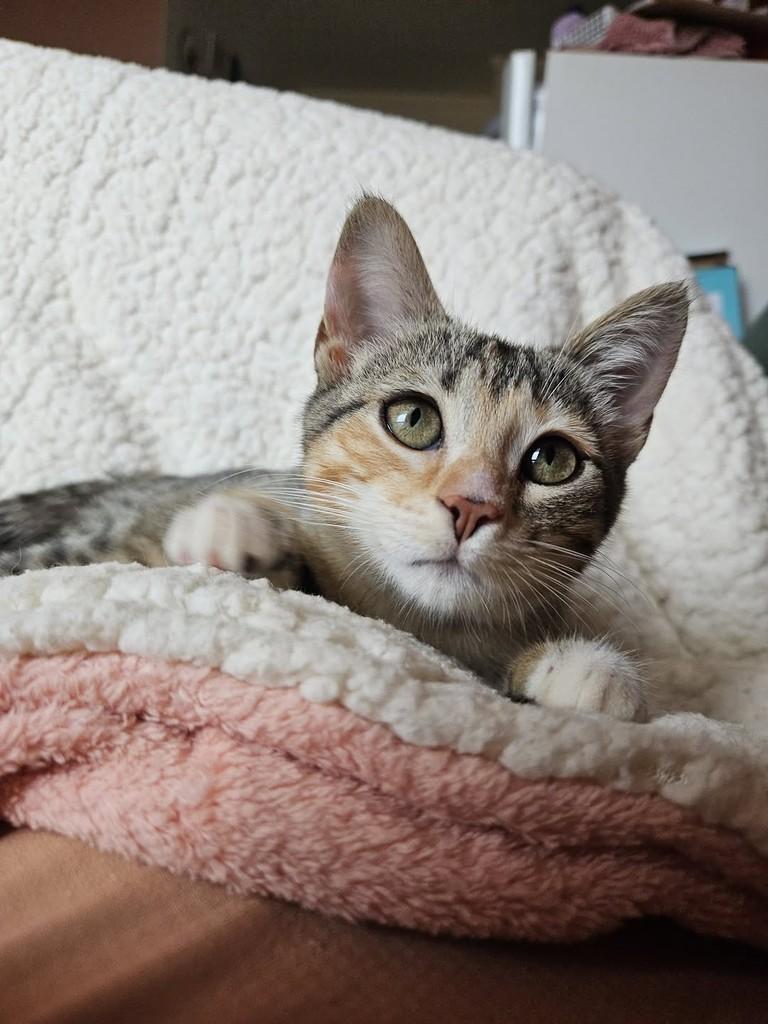 Tutti, gata de porte pequeno para adoção em Brasília - DF