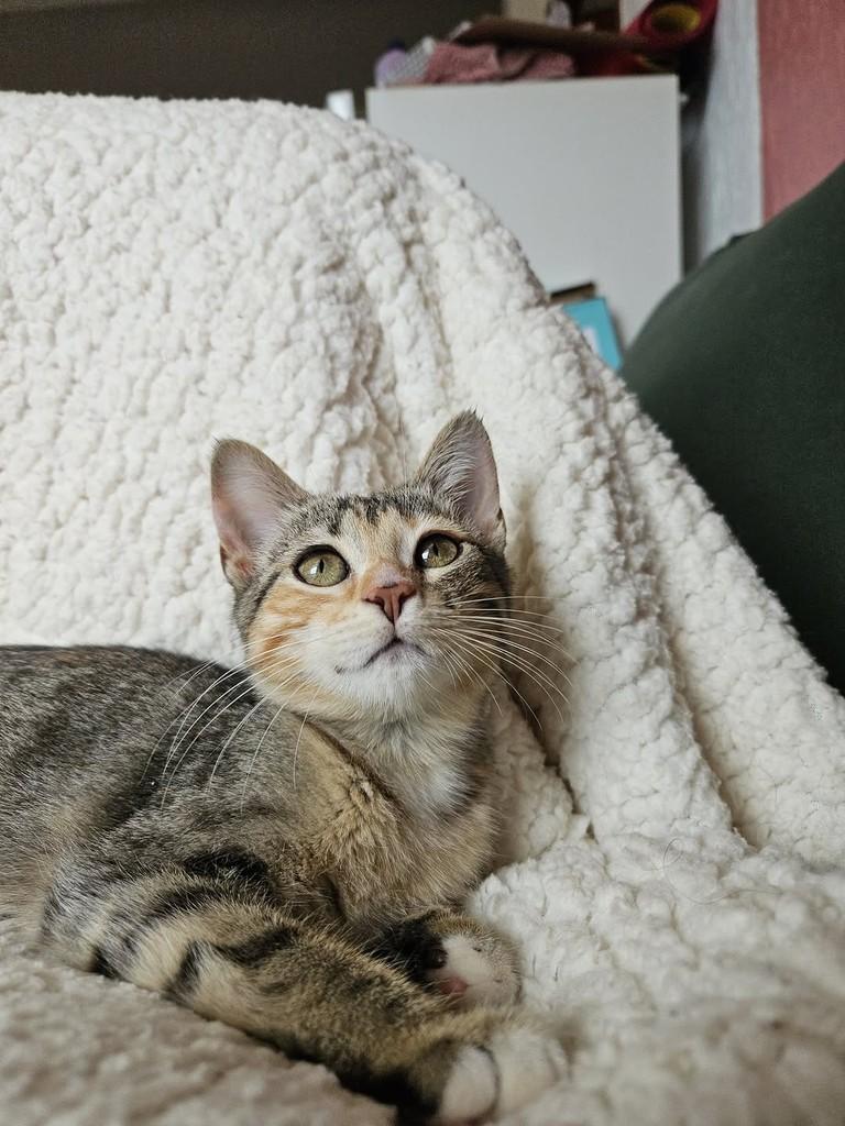Tutti, gata de porte pequeno para adoção em Brasília - DF — foto 2 de 2
