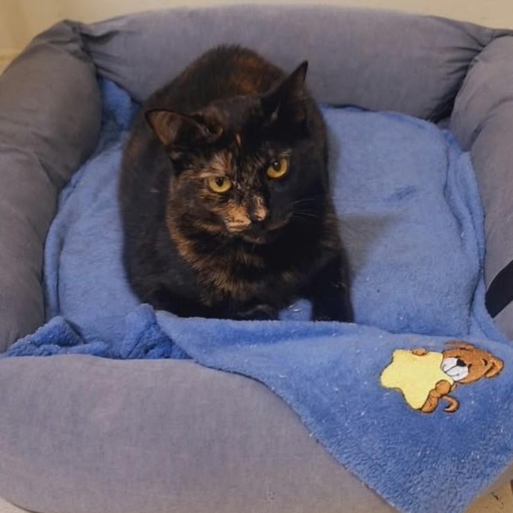 Liz, gata de porte pequeno para adoção em Brasília - DF