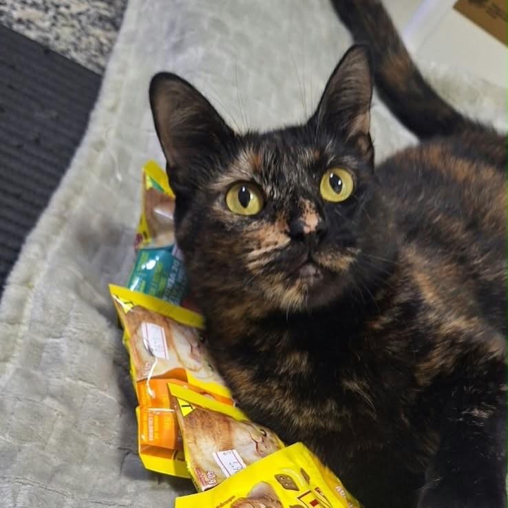 Liz, gata de porte pequeno para adoção em Brasília - DF — foto 2 de 2
