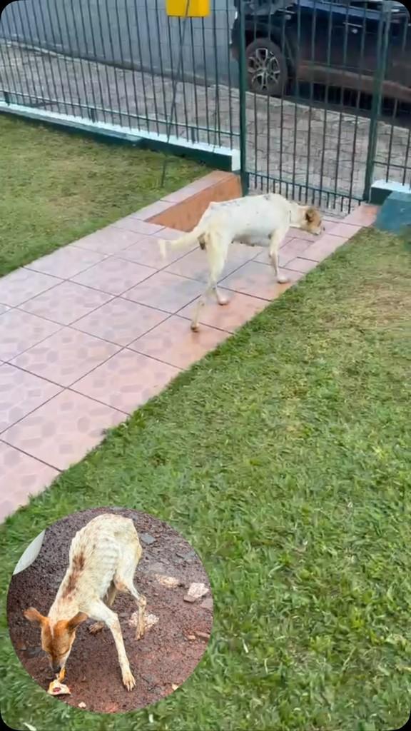 Joana, cachorro de porte pequeno para adoção em Laranjeiras do Sul - PR