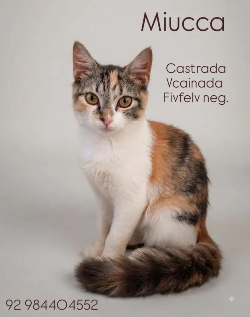 Miucca, gata de porte médio para adoção em Manaus - AM