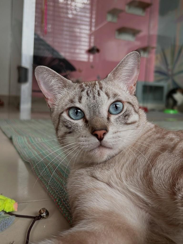 Minguau, gato de porte médio para adoção em Manaus - AM