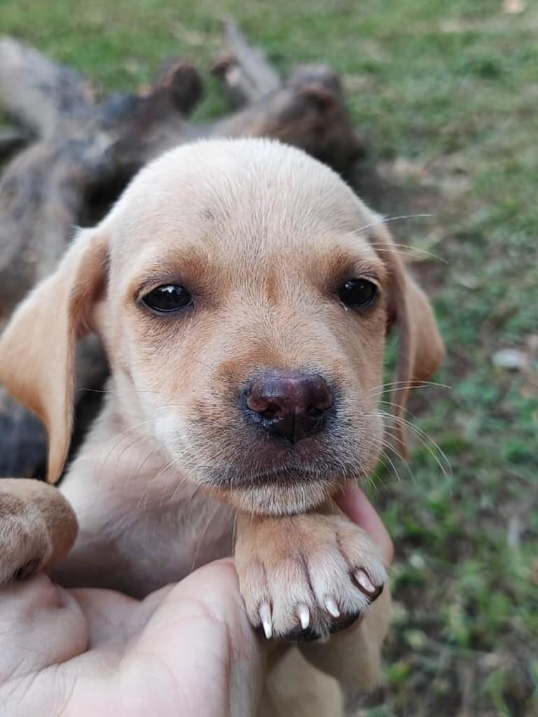 Berilo, cachorro de porte médio para adoção em Belo Horizonte - MG
