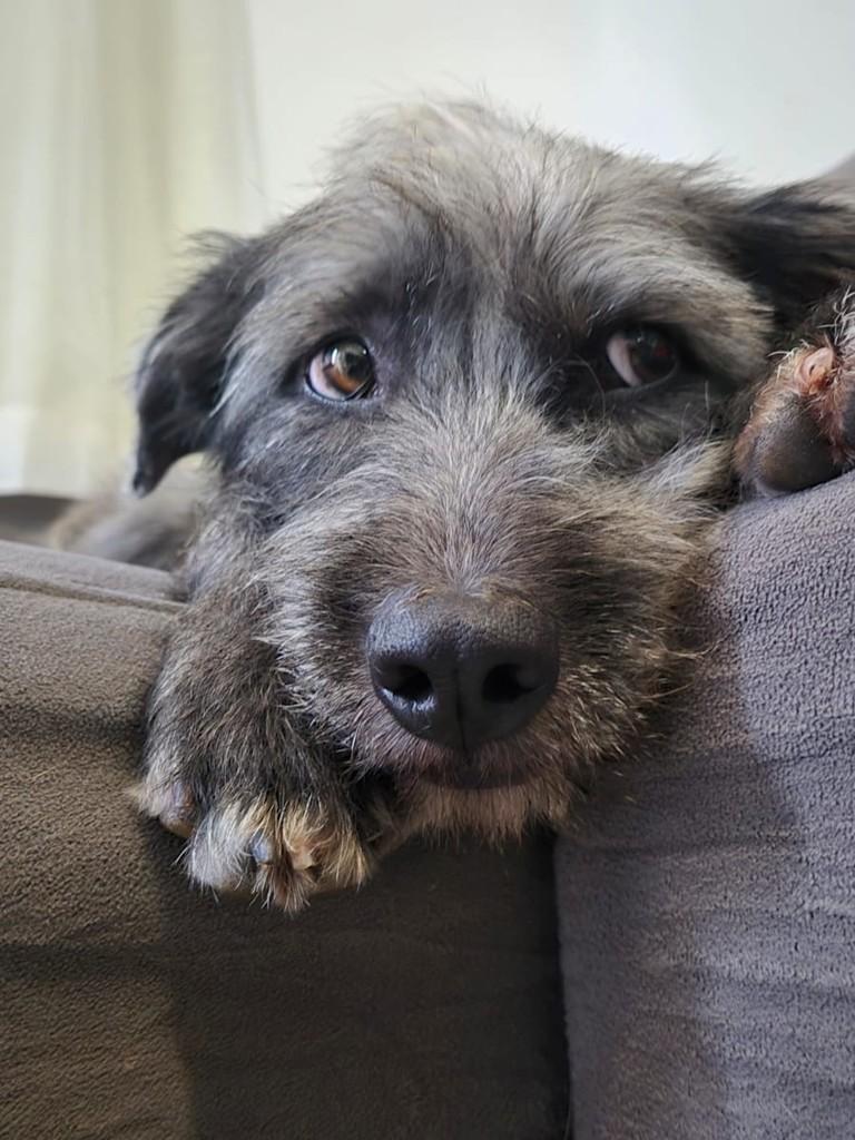 Antonella, cachorro de porte médio para adoção em Belo Horizonte - MG