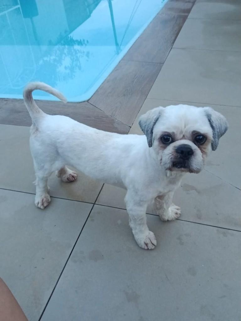 Evaristo Geraldo, cachorro de porte pequeno para adoção em Belo Horizonte - MG