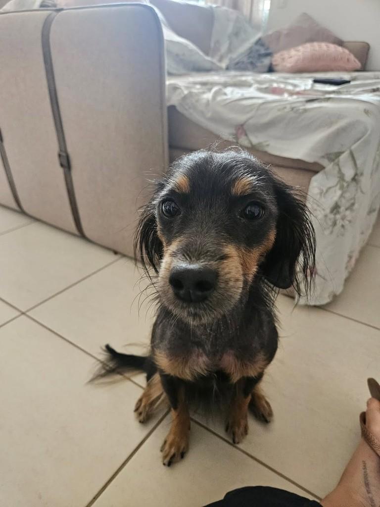 Sol, cadela de porte pequeno para adoção em Belo Horizonte - MG