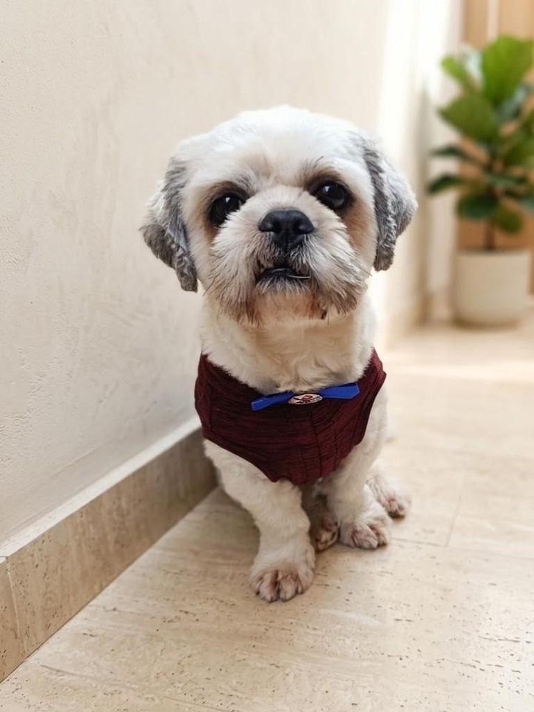 Evaristo, cachorro de porte pequeno para adoção em Belo Horizonte - MG