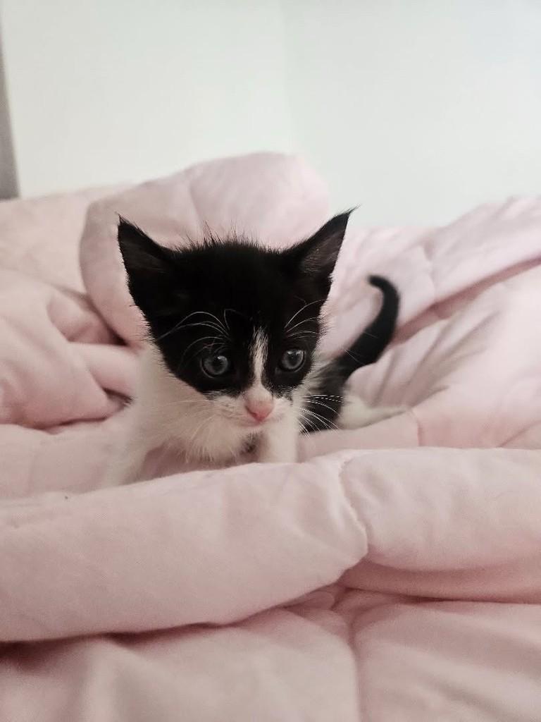 Pequena, gato de porte pequeno para adoção em Belo Horizonte - MG