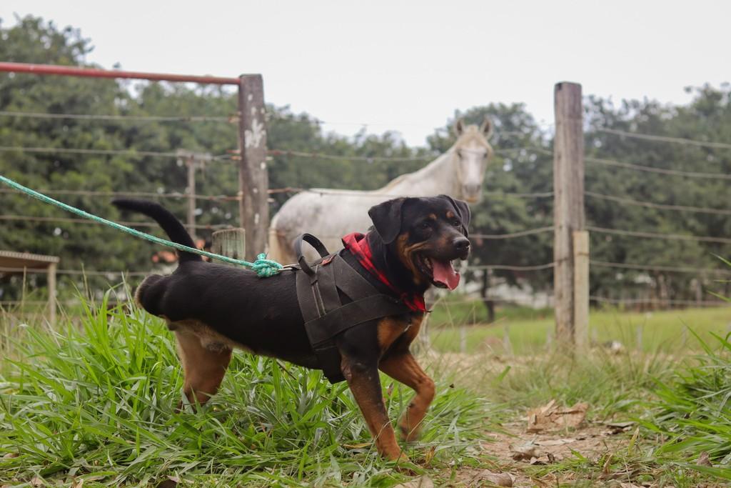 Taric, cachorro de porte médio para adoção em Belo Horizonte - MG
