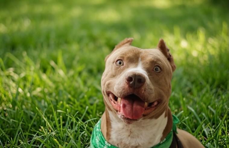 Gustavo, cachorro de porte médio para adoção em Belo Horizonte - MG