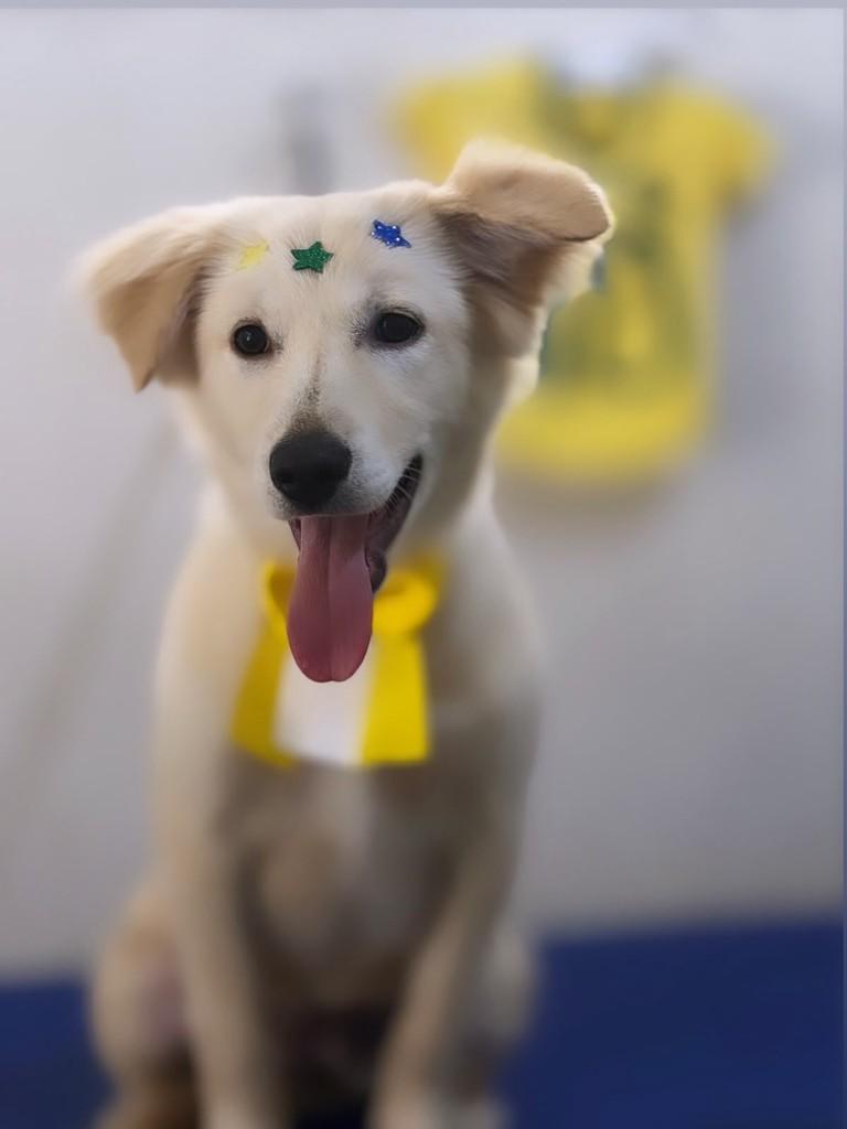 Maggie, cadela de porte pequeno para adoção em Belo Horizonte - MG