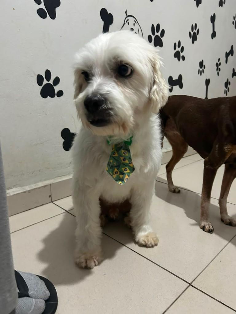 Bob, cachorro de porte pequeno para adoção em Belo Horizonte - MG