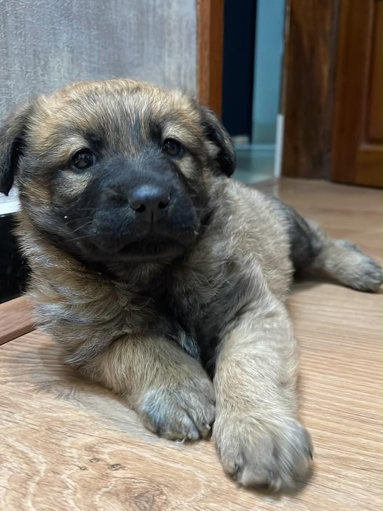 Domênico, cachorro de porte pequeno para adoção em Belo Horizonte - MG