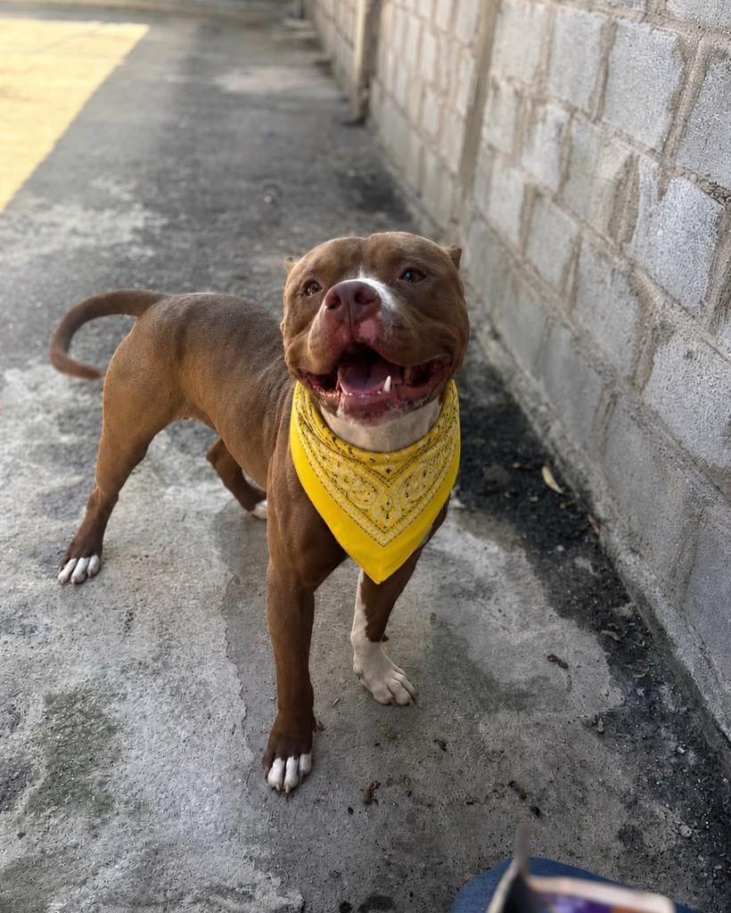 Ele, cachorro de porte médio para adoção em Betim - MG