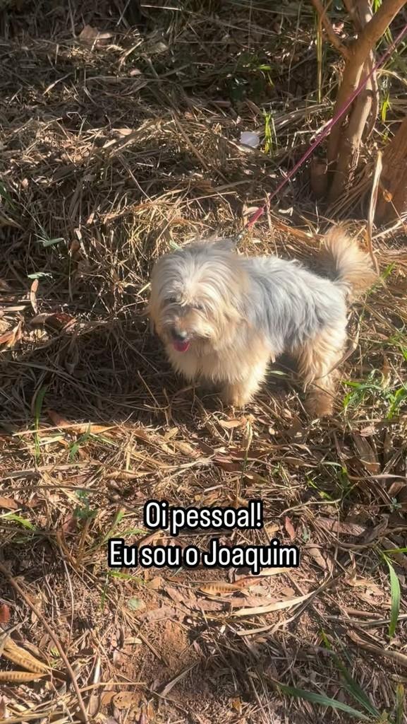 Joaquim, cachorro de porte pequeno para adoção em Belo Horizonte - MG