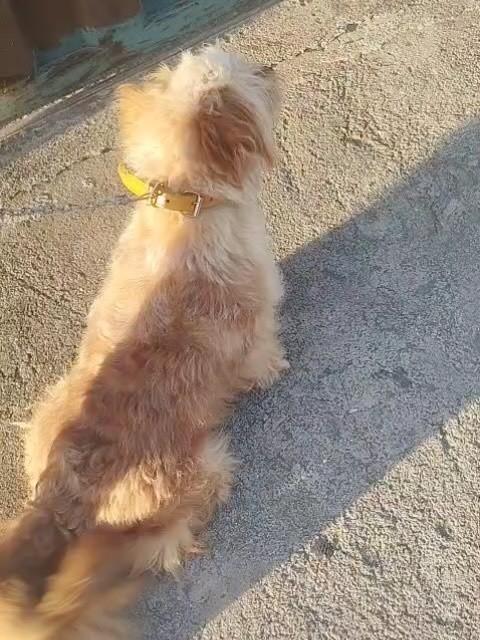Caramelo, cachorro de porte pequeno para adoção em Belo Horizonte - MG