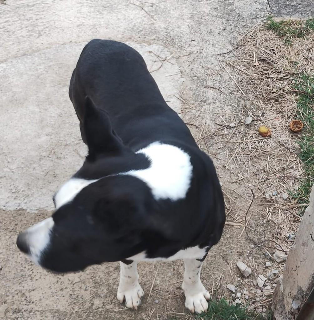 Amigão, cachorro de porte médio para adoção em Juiz de Fora - MG