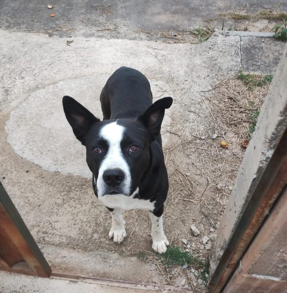 Amigão, cachorro de porte médio para adoção em Juiz de Fora - MG — foto 2 de 2