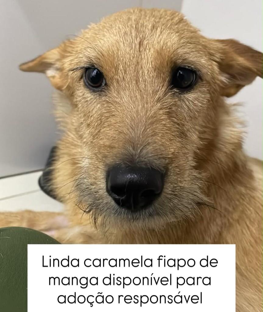 Caramela, cadela de porte pequeno para adoção em Juiz de Fora - MG