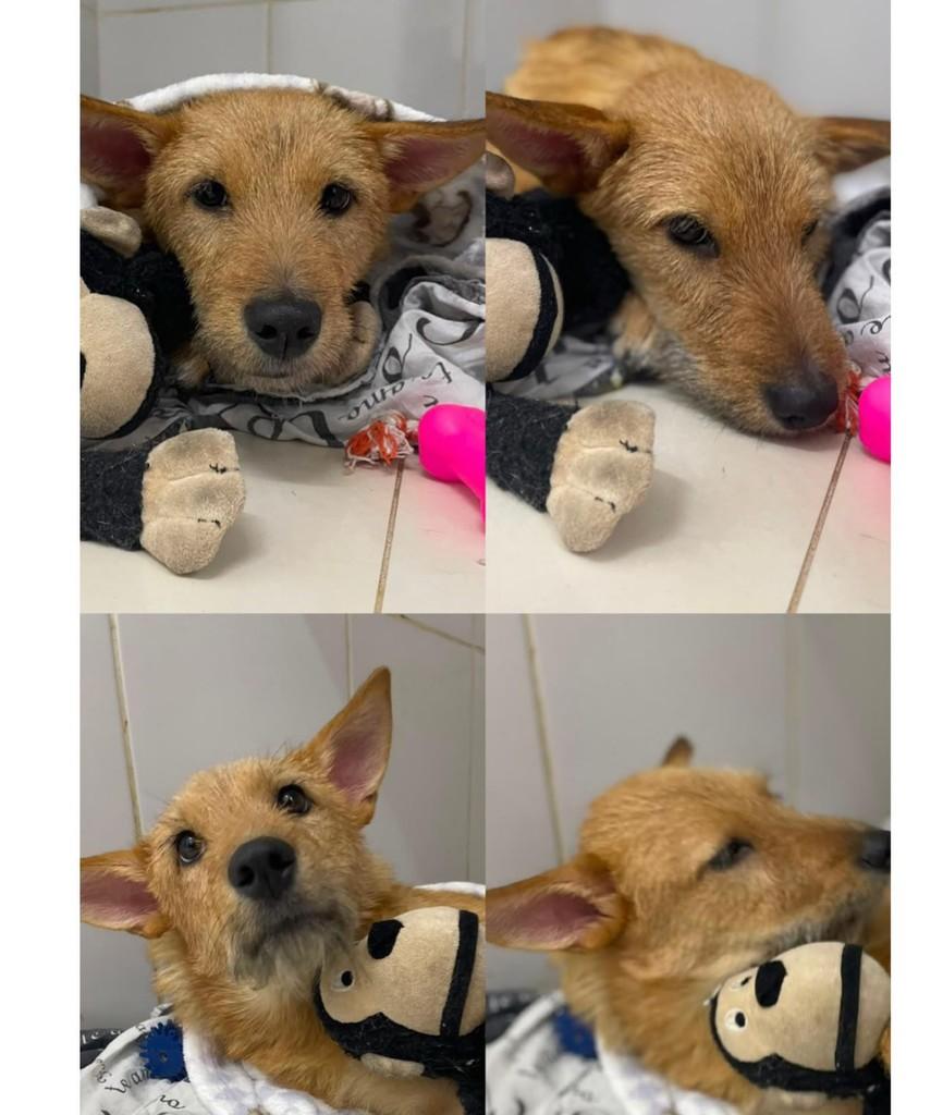 Caramela, cadela de porte pequeno para adoção em Juiz de Fora - MG — foto 3 de 13
