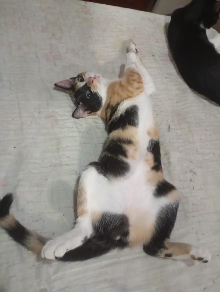 Pandora, gata de porte pequeno para adoção em Juiz de Fora - MG