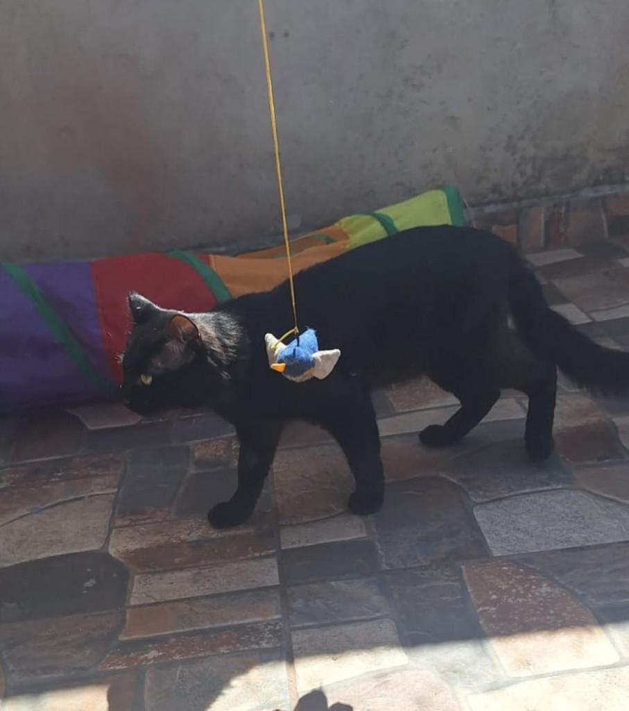 Jessica, gato de porte médio para adoção em Juiz de Fora - MG