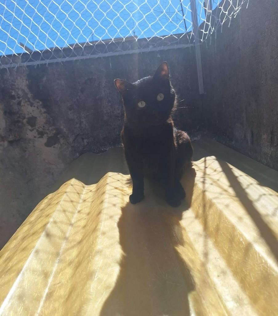 Jessica, gato de porte médio para adoção em Juiz de Fora - MG — foto 2 de 5