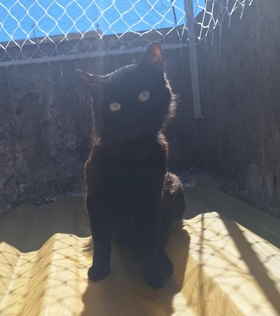 Jessica, gato de porte médio para adoção em Juiz de Fora - MG — foto 3 de 5