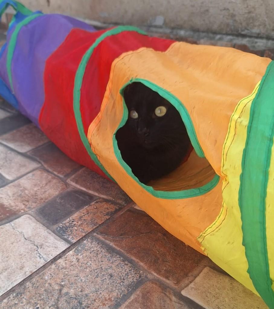 Jessica, gato de porte médio para adoção em Juiz de Fora - MG — foto 4 de 5