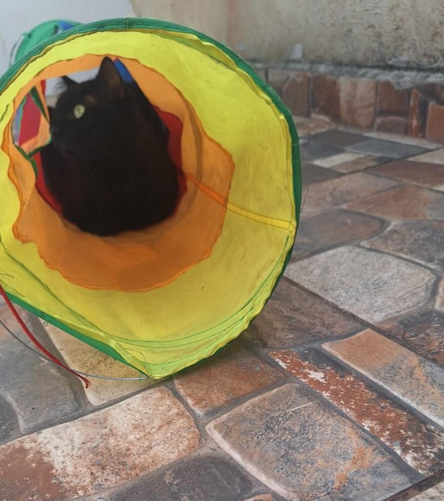 Jessica, gato de porte médio para adoção em Juiz de Fora - MG — foto 5 de 5