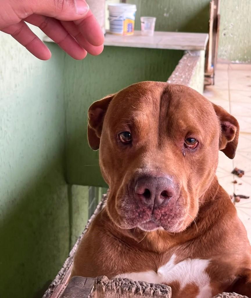 Lua, cachorro de porte médio para adoção em Juiz de Fora - MG
