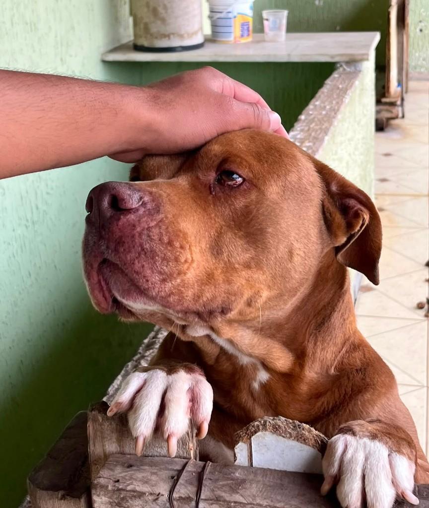 Lua, cachorro de porte médio para adoção em Juiz de Fora - MG — foto 2 de 5