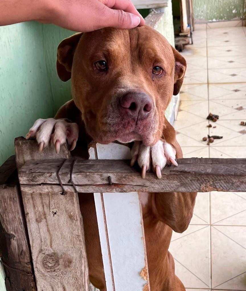 Lua, cachorro de porte médio para adoção em Juiz de Fora - MG — foto 3 de 5