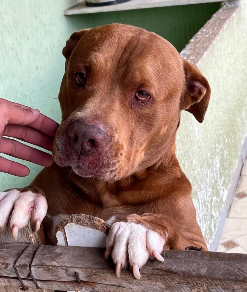 Lua, cachorro de porte médio para adoção em Juiz de Fora - MG — foto 4 de 5