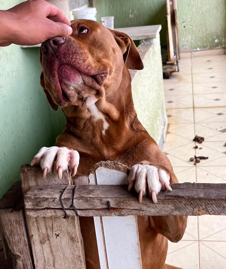 Lua, cachorro de porte médio para adoção em Juiz de Fora - MG — foto 5 de 5