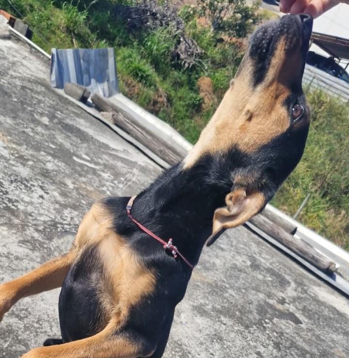 Doguinha, cadela de porte médio para adoção em Juiz de Fora - MG