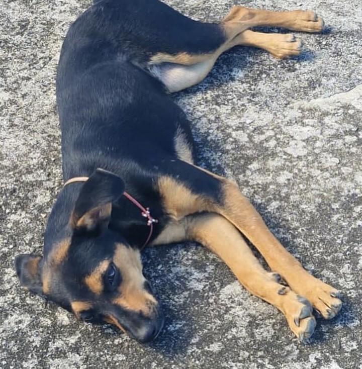 Doguinha, cadela de porte médio para adoção em Juiz de Fora - MG — foto 2 de 5