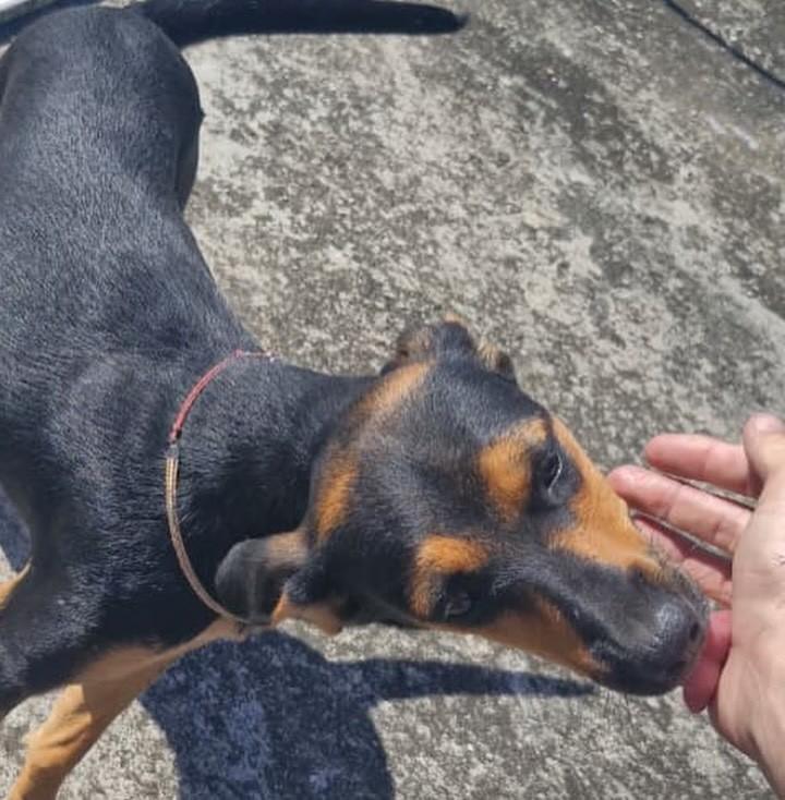 Doguinha, cadela de porte médio para adoção em Juiz de Fora - MG — foto 5 de 5
