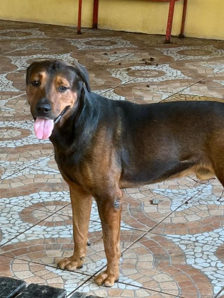 Zeus, cachorro de porte médio para adoção em Juiz de Fora - MG