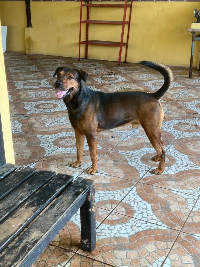 Zeus, cachorro de porte médio para adoção em Juiz de Fora - MG — foto 2 de 4