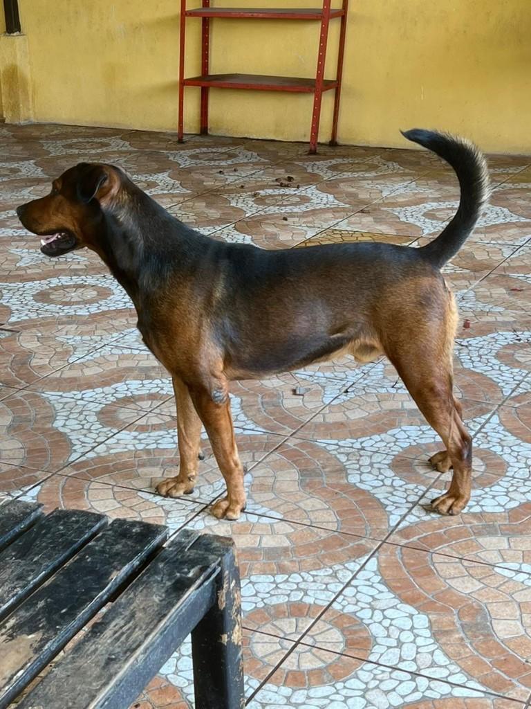 Zeus, cachorro de porte médio para adoção em Juiz de Fora - MG — foto 3 de 4