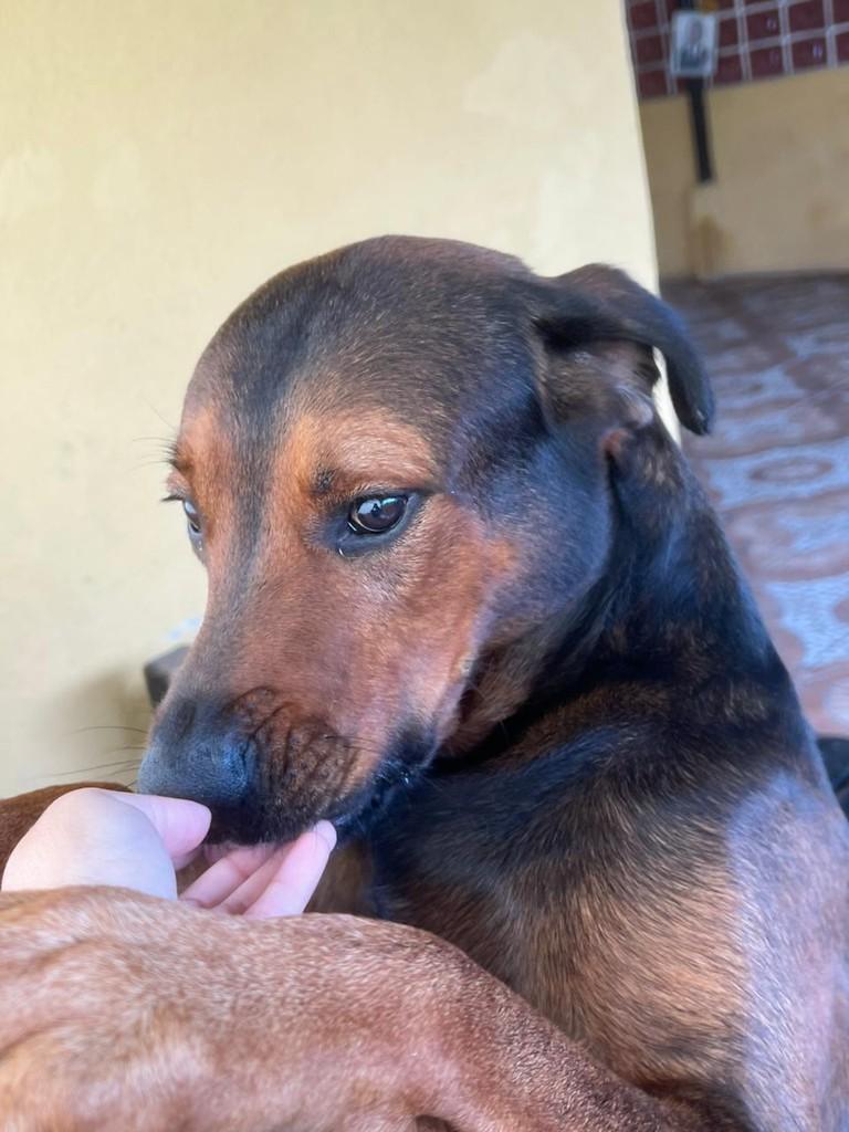 Zeus, cachorro de porte médio para adoção em Juiz de Fora - MG — foto 4 de 4