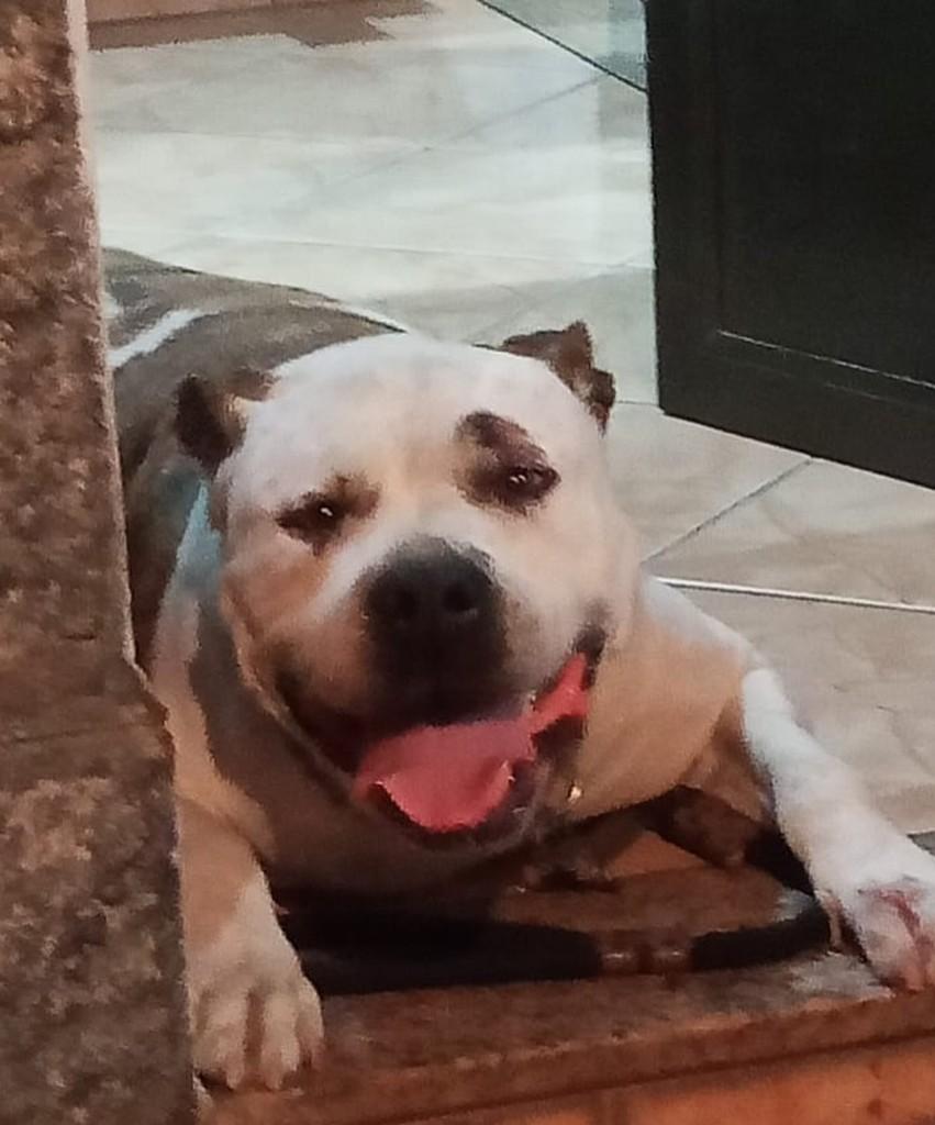 Diogo, cachorro de porte grande para adoção em Juiz de Fora - MG — foto 2 de 4